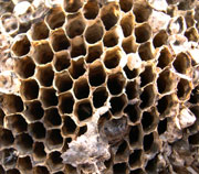 Hornet nest