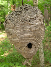 Hornets nest