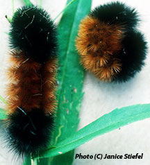 Wooly caterpillars