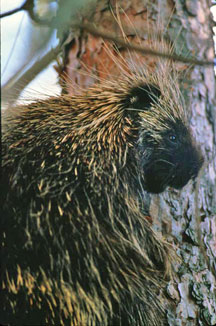 porcupine