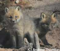 baby foxes