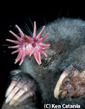 star-mosed mole