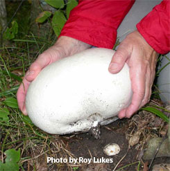 giant puffball fungus
