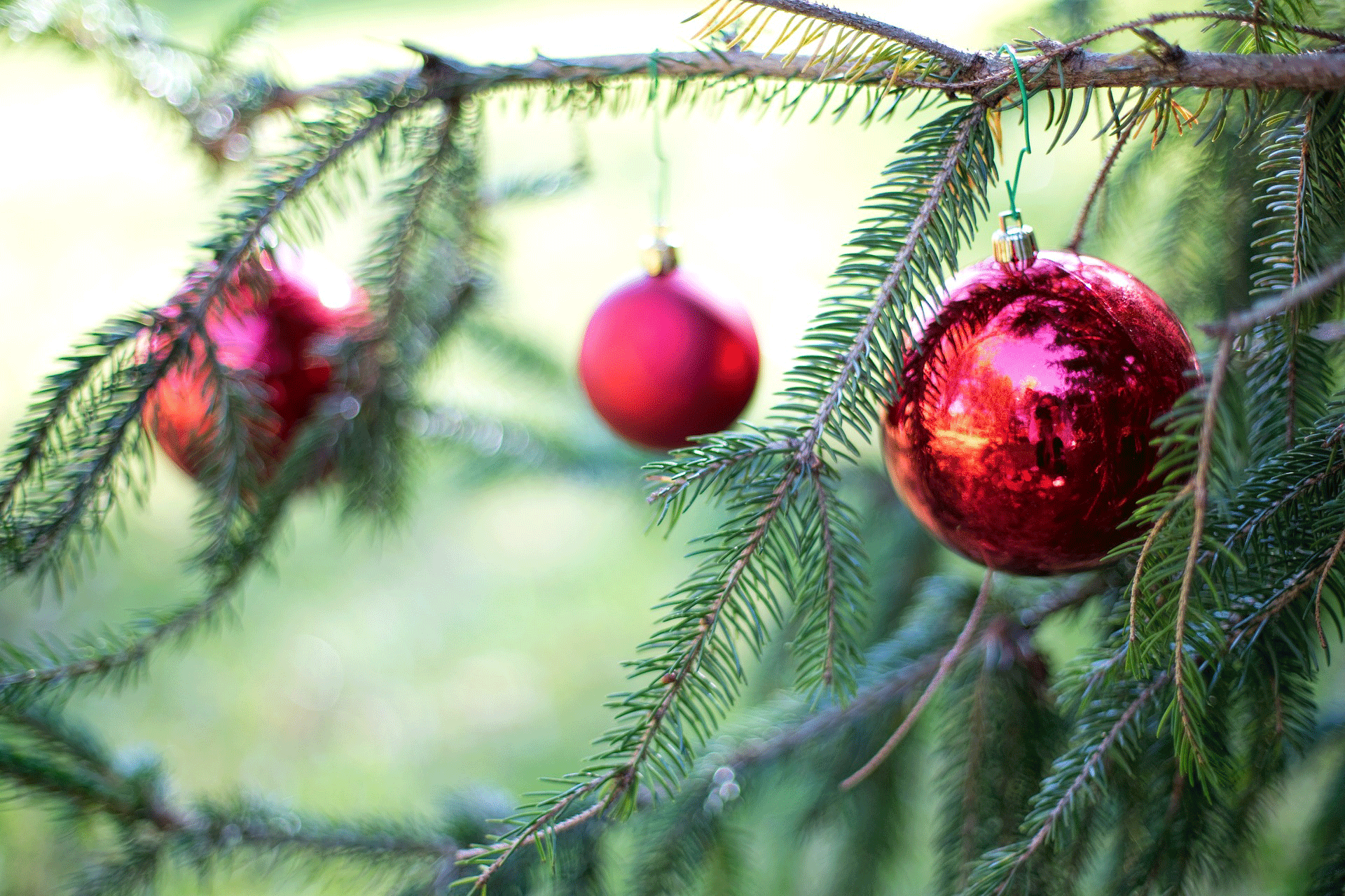 Christmas Tree Bulbs