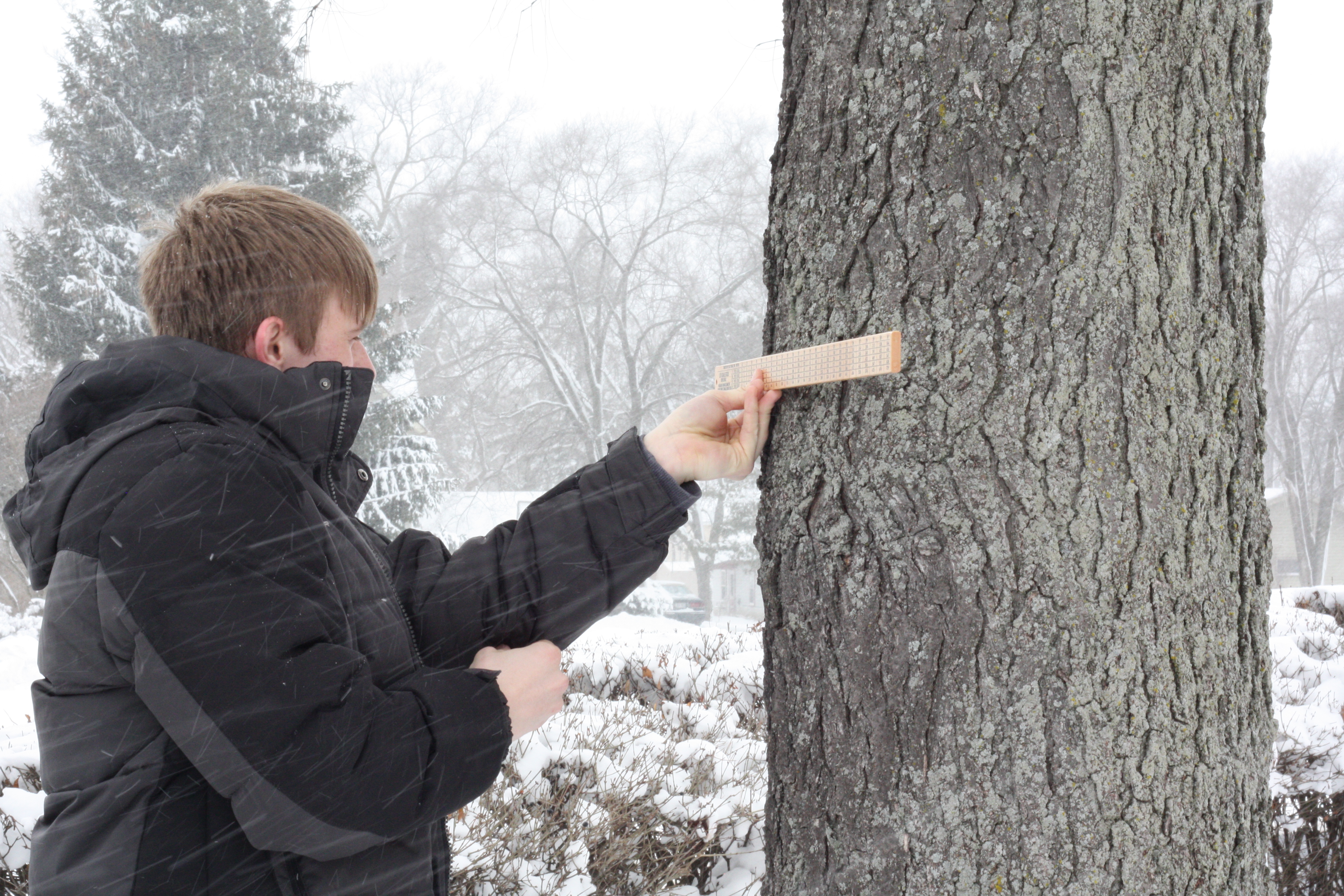 Boy measuring tree using Biltmore stick