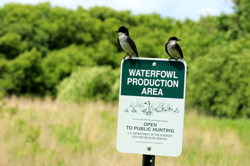 Waterfowl-Producation-Area-Pomme-de-Terre.jpg