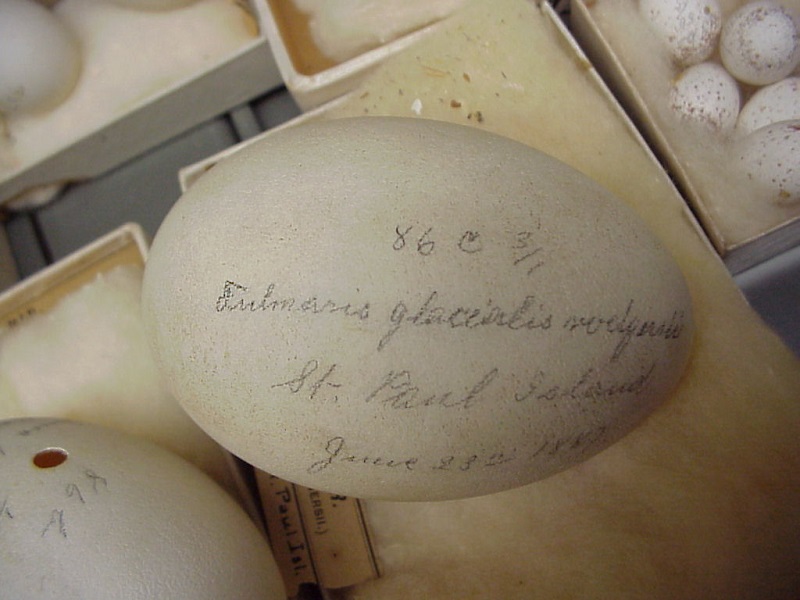 schoenebeck-egg-collection-whooper-swan-eggs.jpg